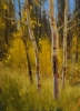 Willow Creek Aspen Study